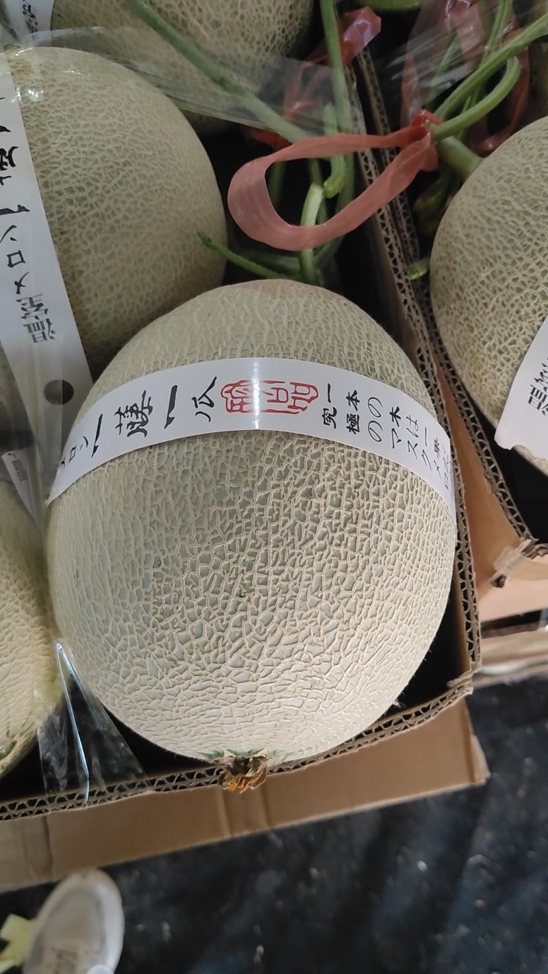 山东莘县产地鲁厚甜网纹瓜，山东甜瓜，基地直供，保质保量