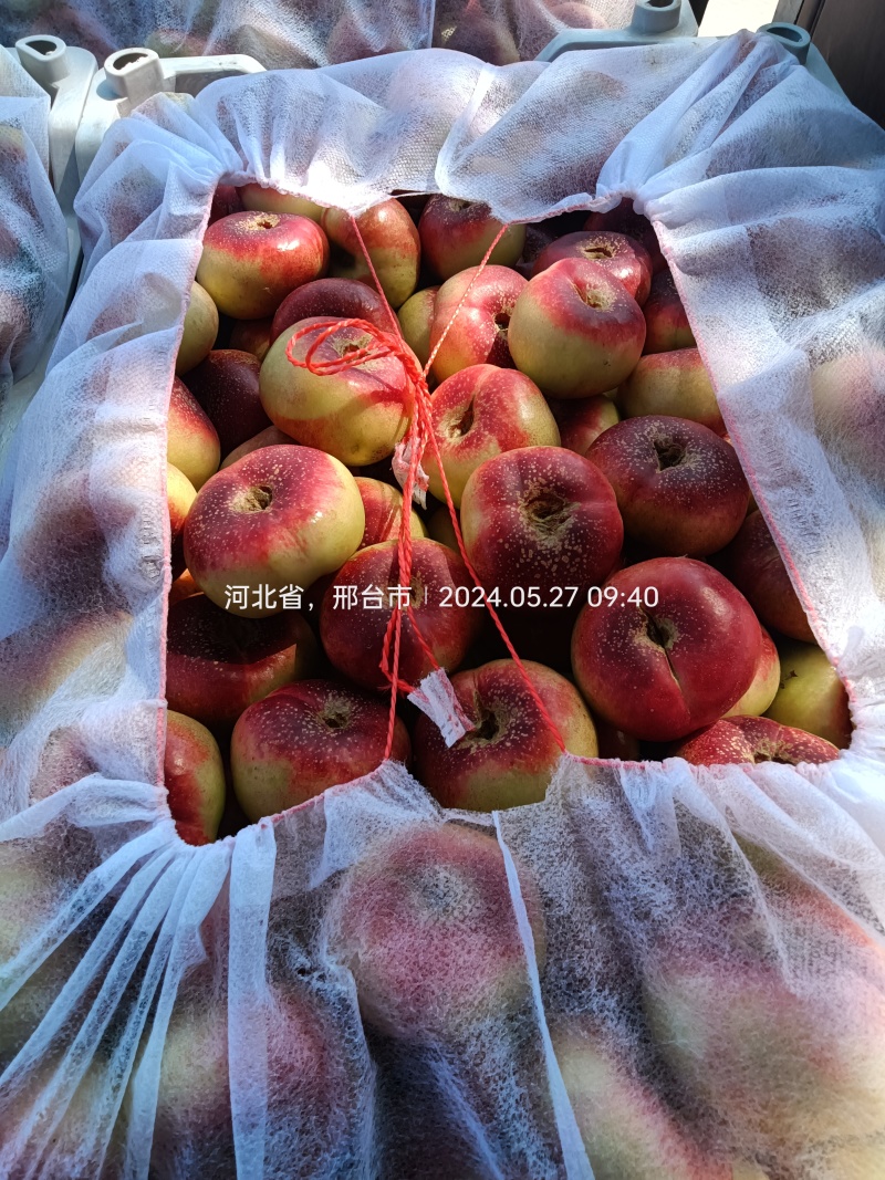 明月小蟠桃价格实惠清甜可口，颜色靓丽，欢迎新老客户光临
