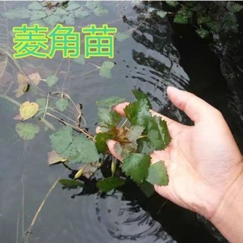 精品菱角种苗大量供货对接全国市场电商商超社区团购