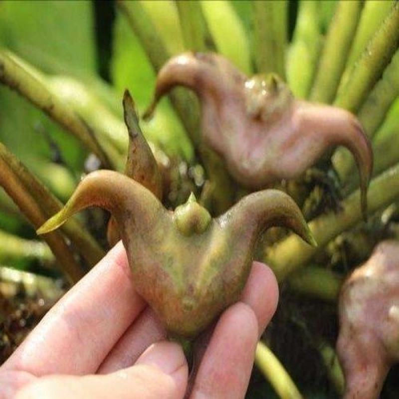 精品菱角种苗大量供货对接全国市场电商商超社区团购