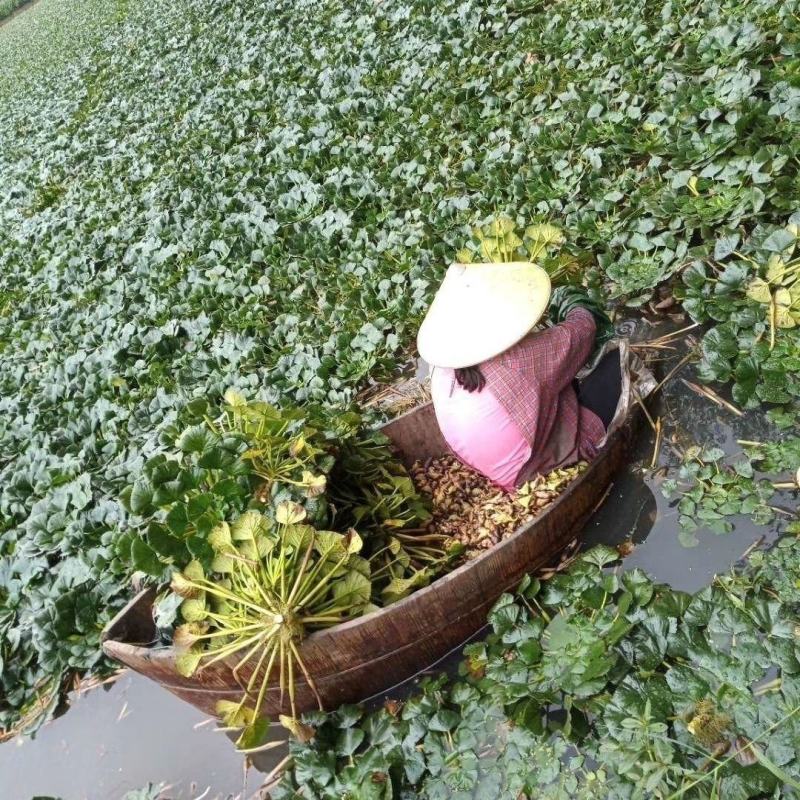 精品菱角种苗大量供货对接全国市场电商商超社区团购