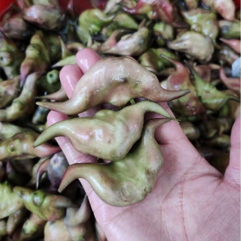 精品菱角种苗大量供货对接全国市场电商商超社区团购