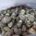 精品香菇干香菇货源充足量大从优质量保证欢迎咨询