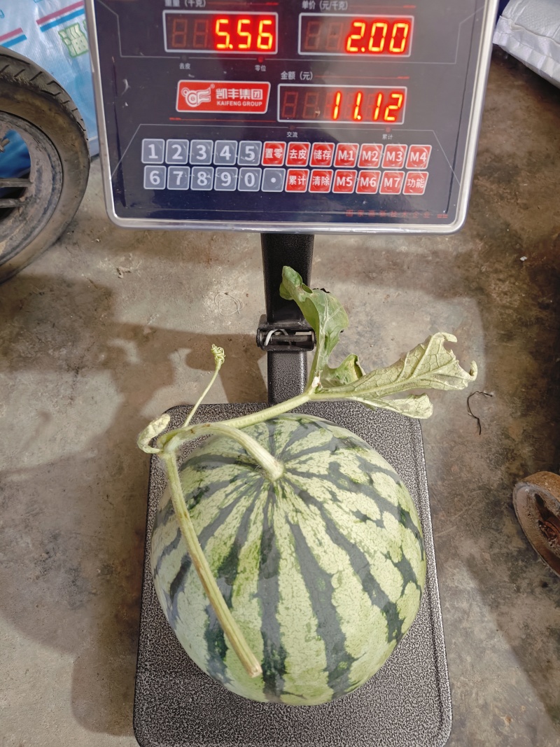 西瓜规格齐全一手货源