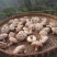 精品香菇干香菇货源充足量大从优质量保证欢迎咨询