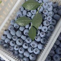 蓝莓熟了，欢迎新老客户前来采购