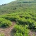 三公山白芽，不施肥，人工除草，天然