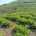 三公山白芽，不施肥，人工除草，天然