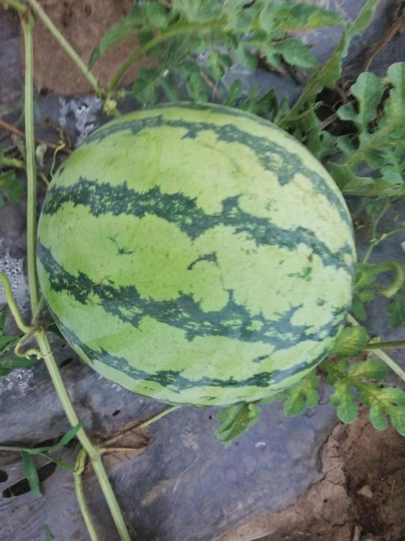 露天冰糖西瓜8424美都西瓜