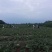 冰糖西瓜8424