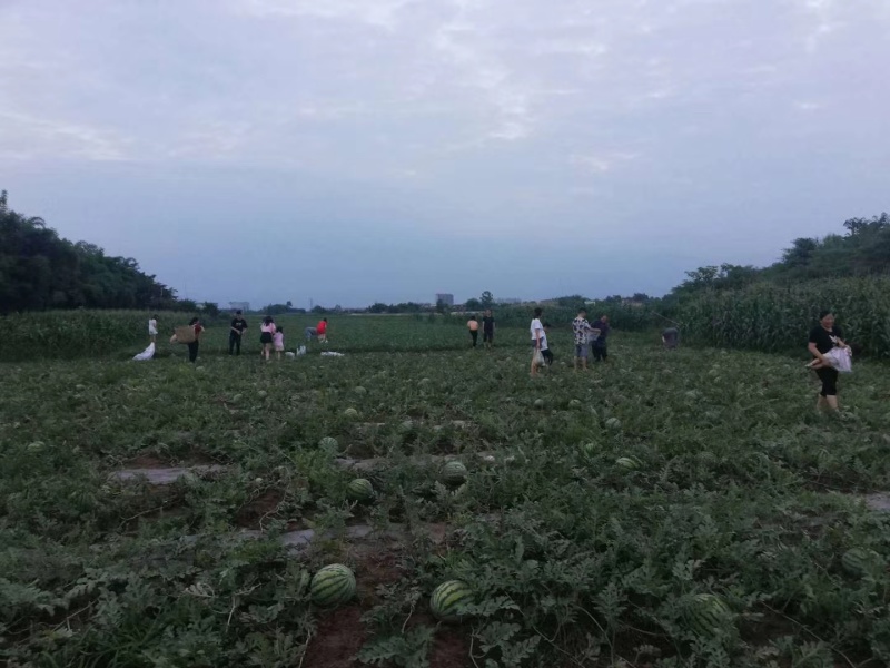 露天冰糖西瓜8424美都西瓜