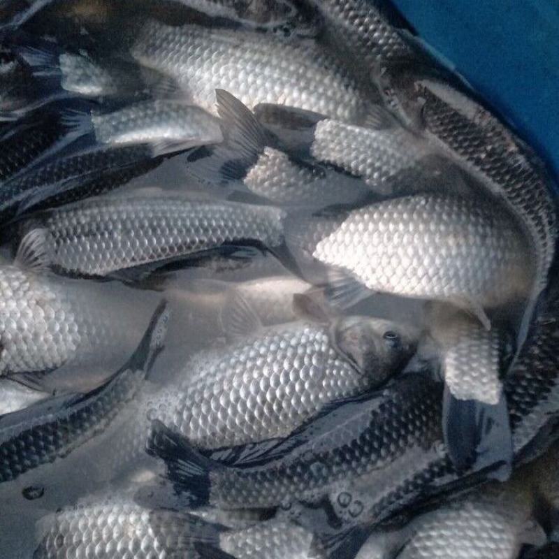 湖南鲫鱼，中科鲫等垂钓用鱼批发，大量供货欢迎各地老板订购