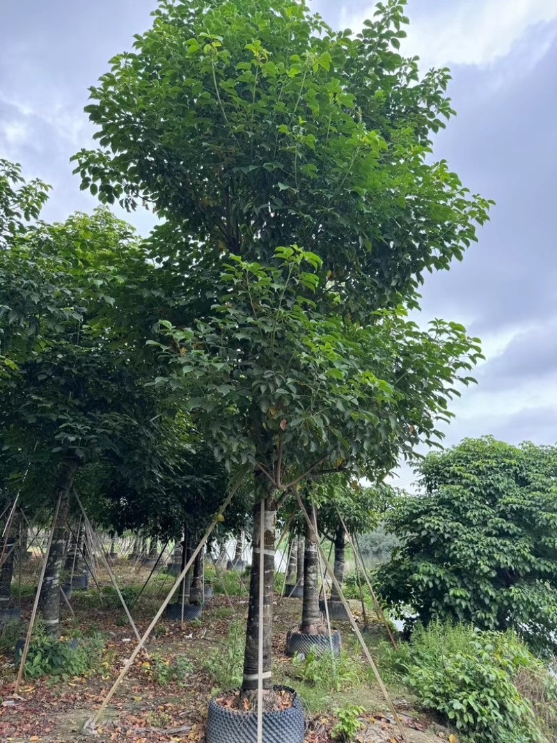 秋枫树20～25公分基地直销规格齐全欢迎老板来电咨询
