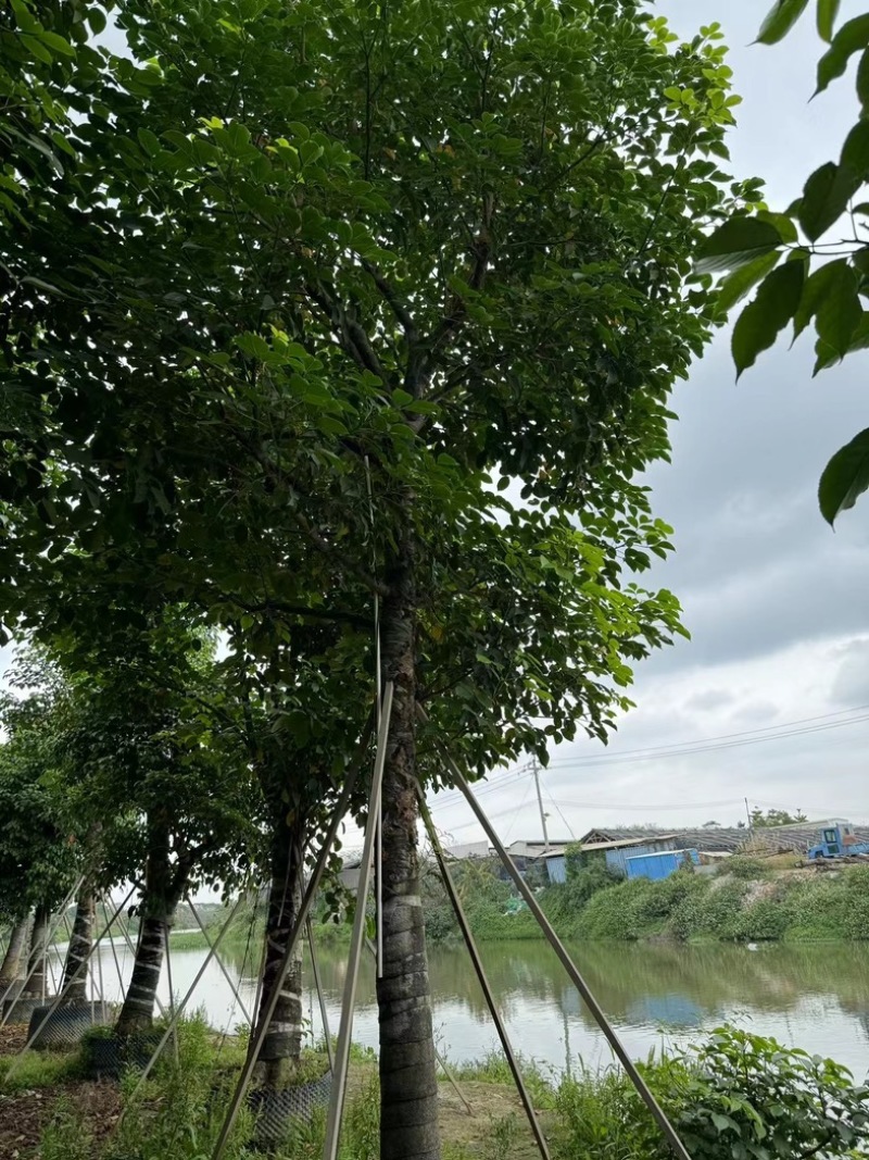 秋枫树20～25公分基地直销规格齐全欢迎老板来电咨询