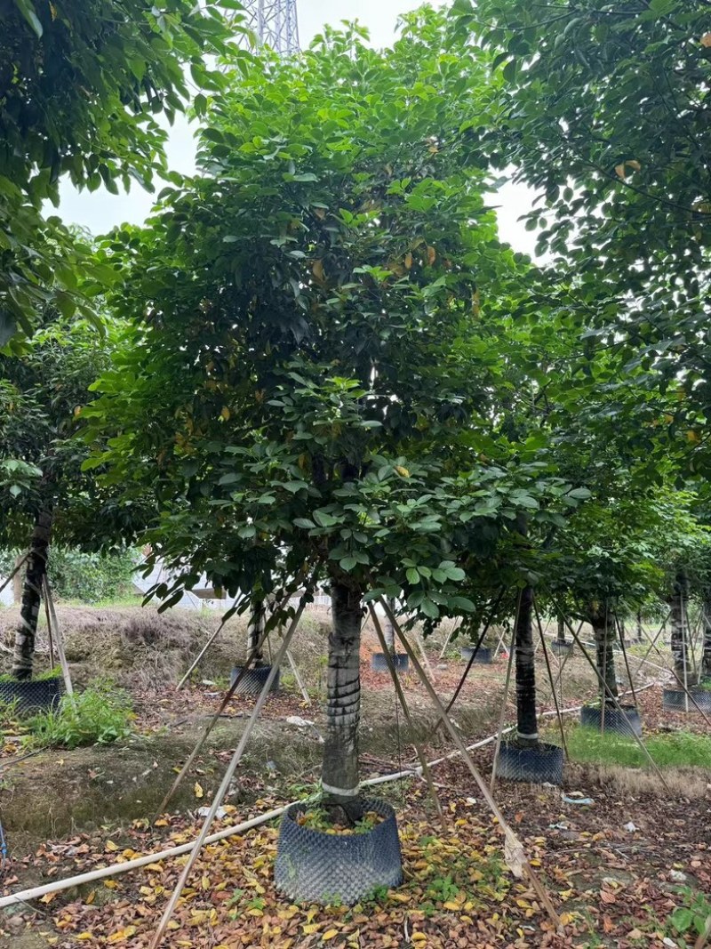 秋枫树20～25公分基地直销规格齐全欢迎老板来电咨询