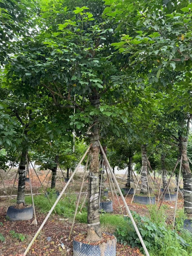 秋枫树20～25公分基地直销规格齐全欢迎老板来电咨询