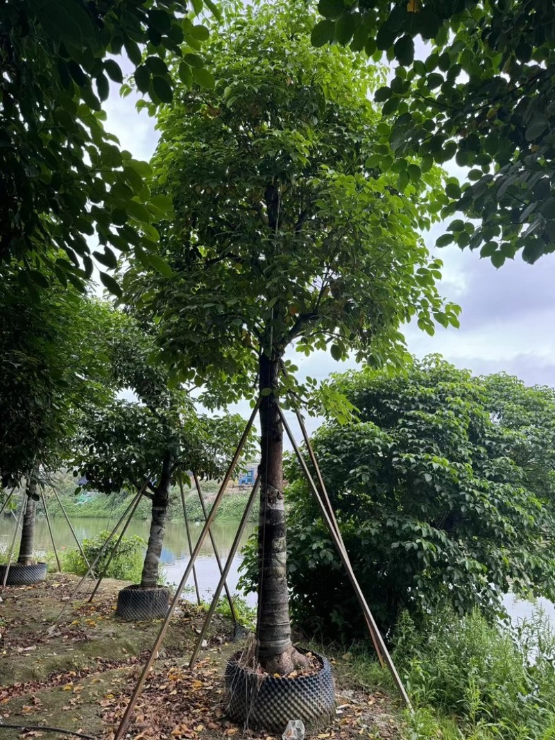 秋枫树20～25公分基地直销规格齐全欢迎老板来电咨询
