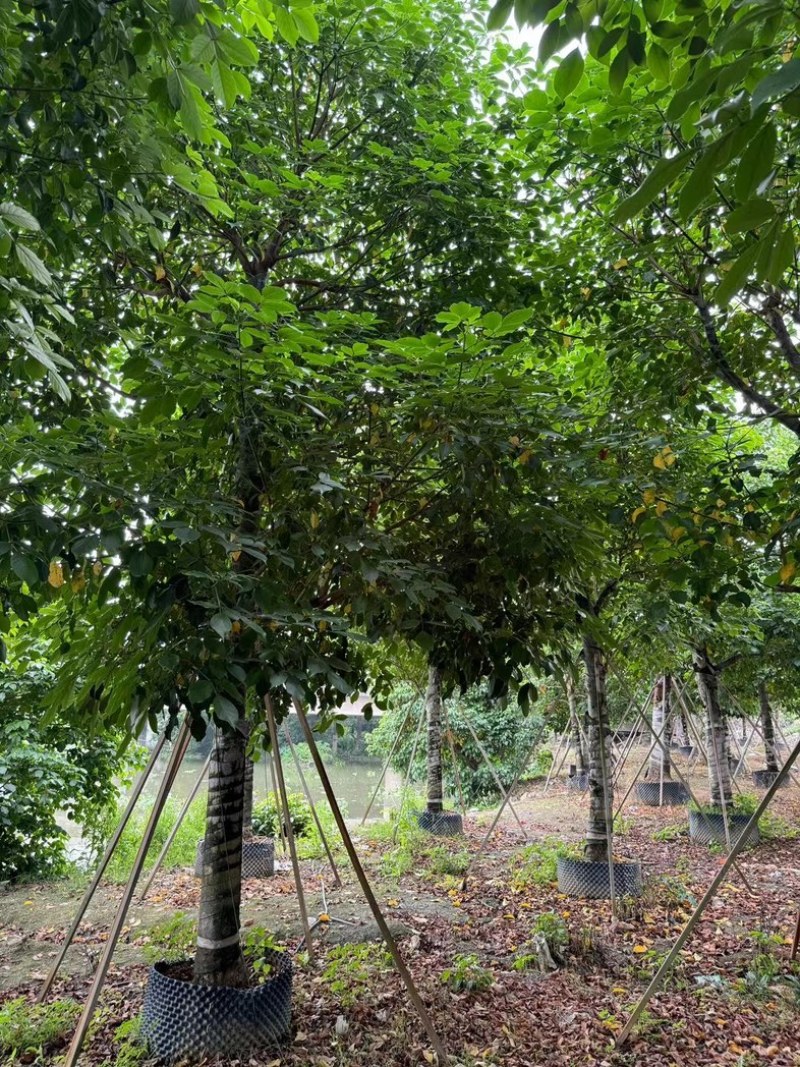 秋枫树20～25公分基地直销规格齐全欢迎老板来电咨询