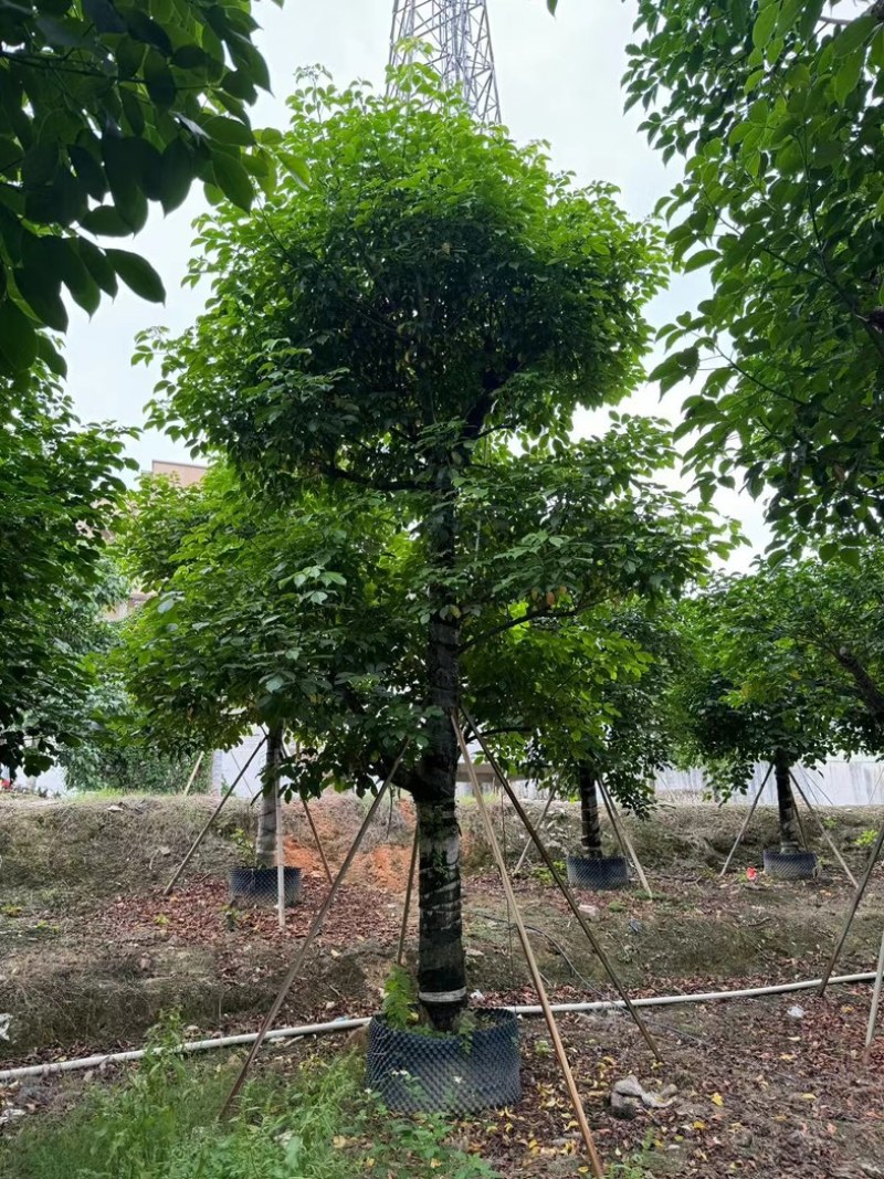 秋枫树20～25公分基地直销规格齐全欢迎老板来电咨询