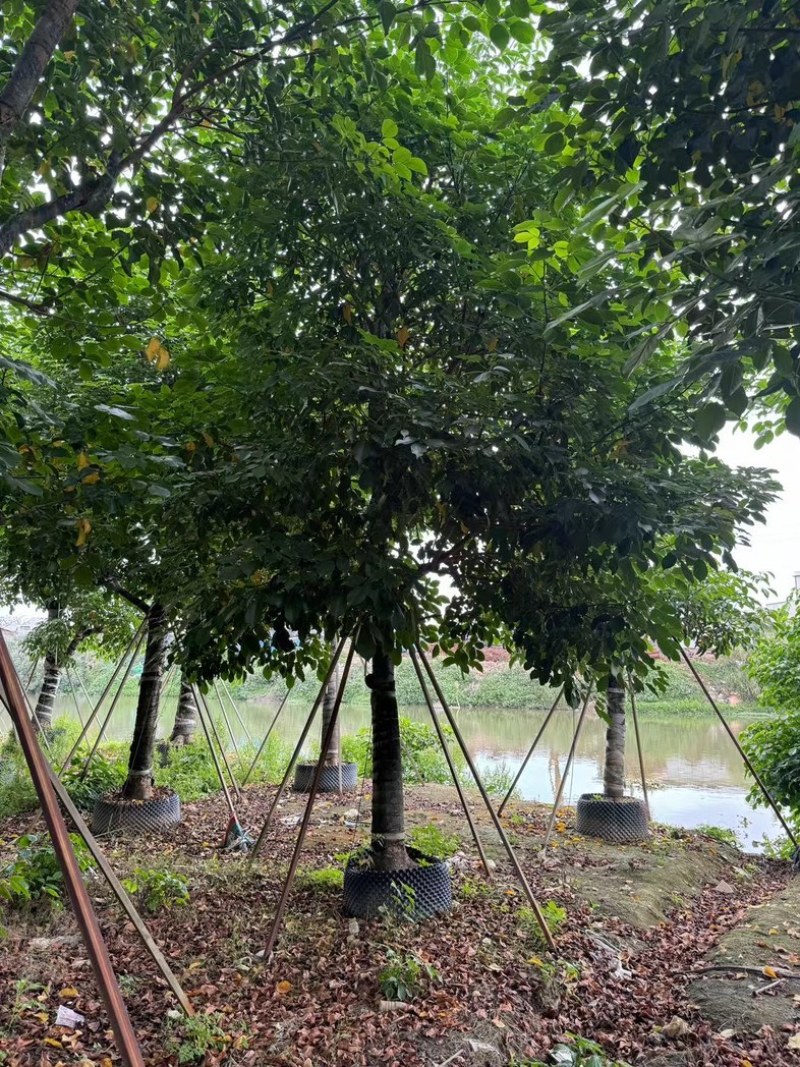 秋枫树20～25公分基地直销规格齐全欢迎老板来电咨询