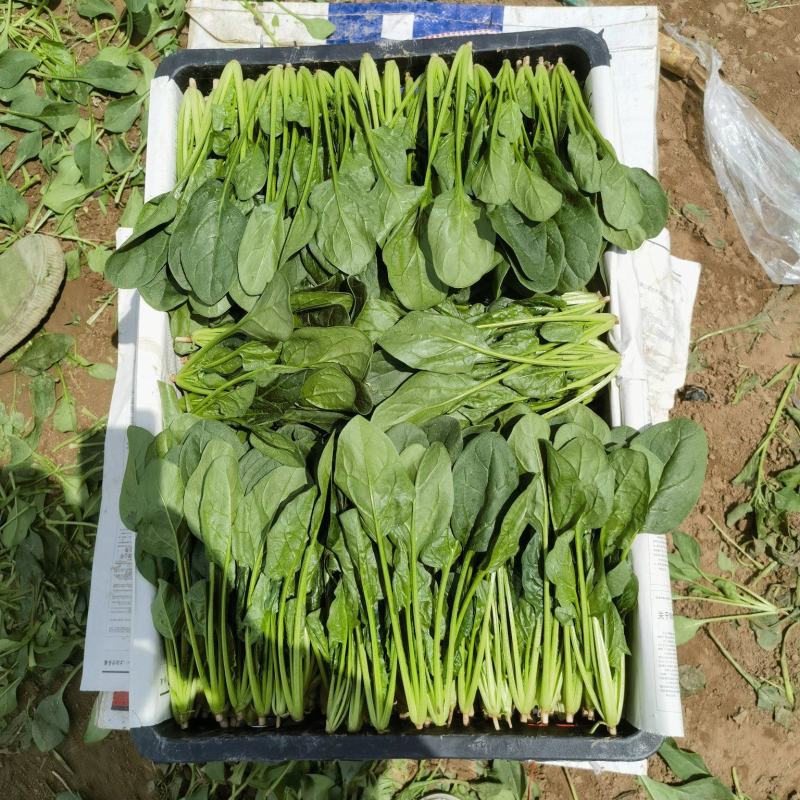 山东滨州惠民县泡沫箱菠菜基地大量上市保质保量发全国