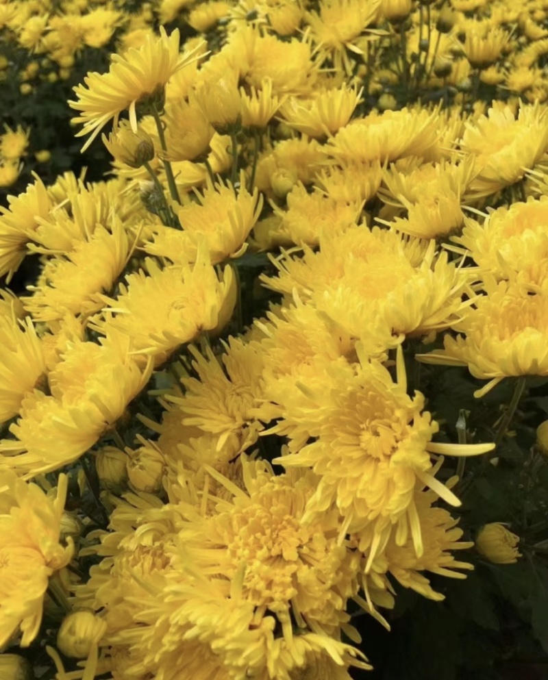 金丝皇菊菊花茶菊花枸杞茶