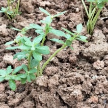 马齿苋苗白花绿茎荷兰马齿苋母猪菜凉拌饭店菜特色盆栽