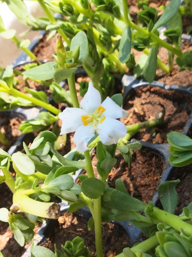 马齿苋苗白花绿茎荷兰马齿苋母猪菜凉拌饭店菜特色盆栽