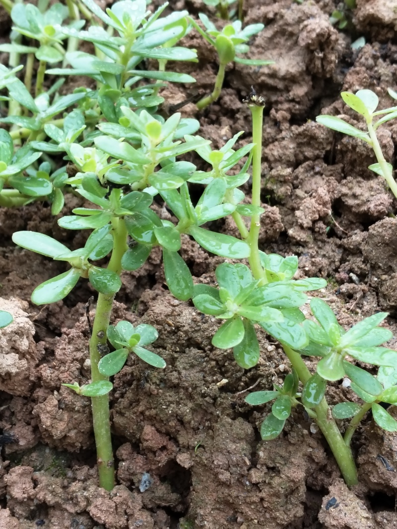 马齿苋苗白花绿茎荷兰马齿苋母猪菜凉拌饭店菜特色盆栽