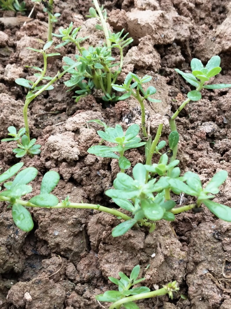 马齿苋苗白花绿茎荷兰马齿苋母猪菜凉拌饭店菜特色盆栽