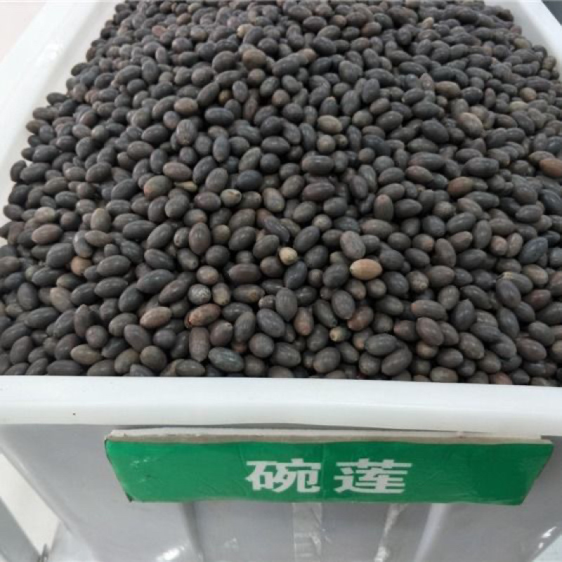 碗莲种藕水培植物四季开花室内水养莲花种子睡莲种子水生荷花