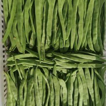 扁豆大量上市欢迎朋友们来电骚扰