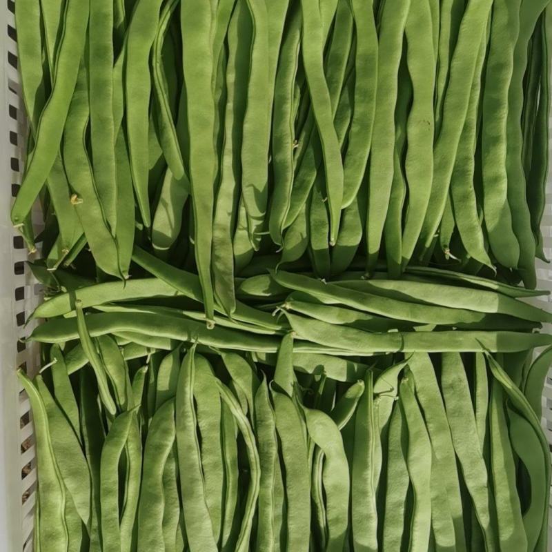 扁豆大量上市欢迎朋友们来电骚扰