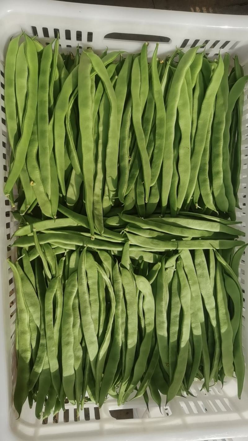 扁豆大量上市欢迎朋友们来电骚扰