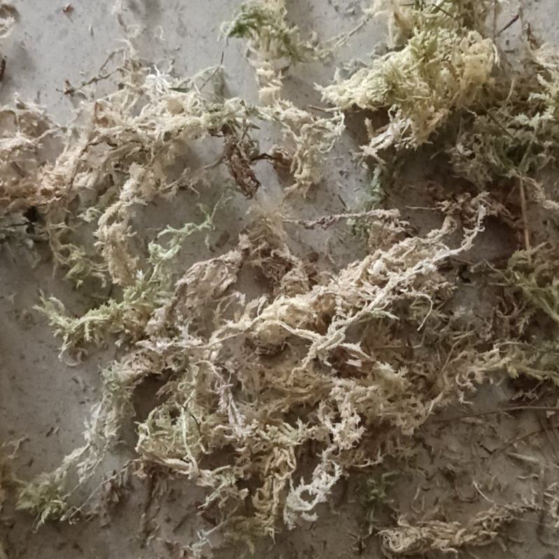 海花草，贵州省惠水县九龙寺，自产自销，价格实惠，批发