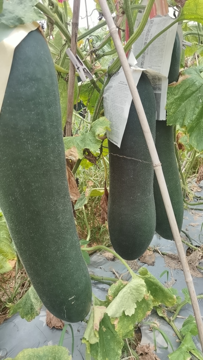 黑皮吊冬瓜