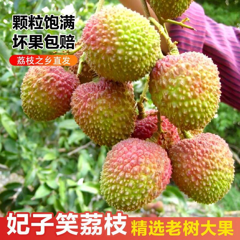 顺丰妃子笑荔枝一件代发妃子笑荔枝白糖桂味