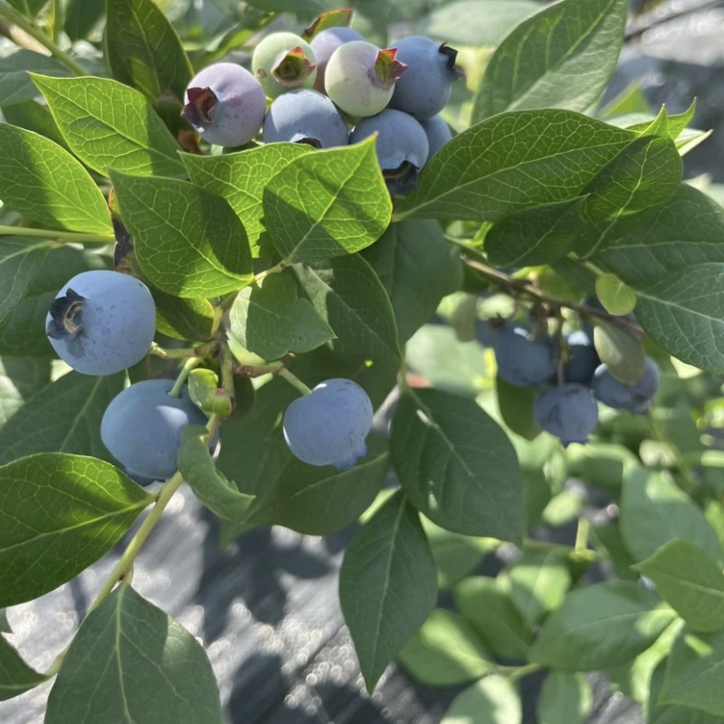 莱克西灿烂蓝莓，贵州麻江露天种植蓝莓批量大货