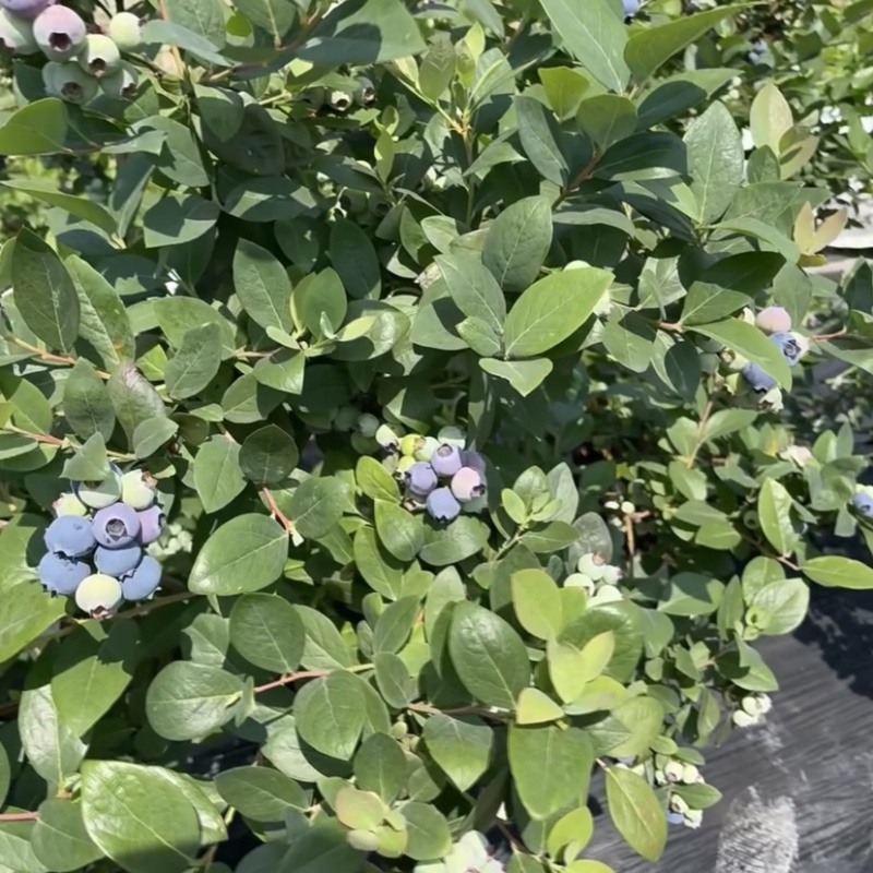 莱克西灿烂蓝莓，贵州麻江露天种植蓝莓批量大货