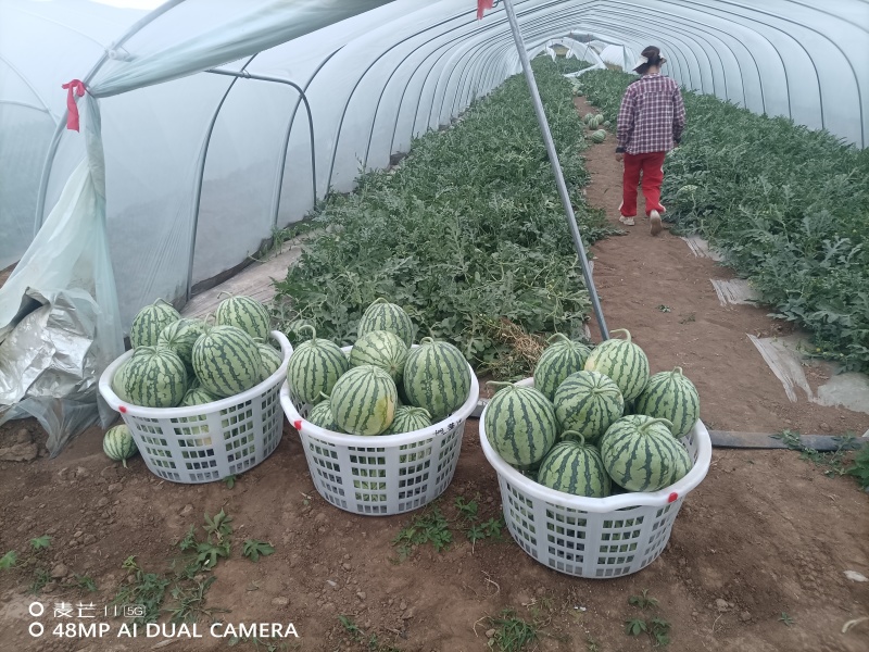 西瓜量大从优一件代发