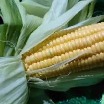 精品太阳花玉米甜玉米大量有货品质保证量大从优