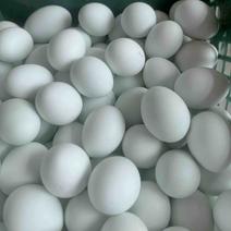 绿壳鸡蛋农家散养正宗土鸡蛋新鲜营养健康美味