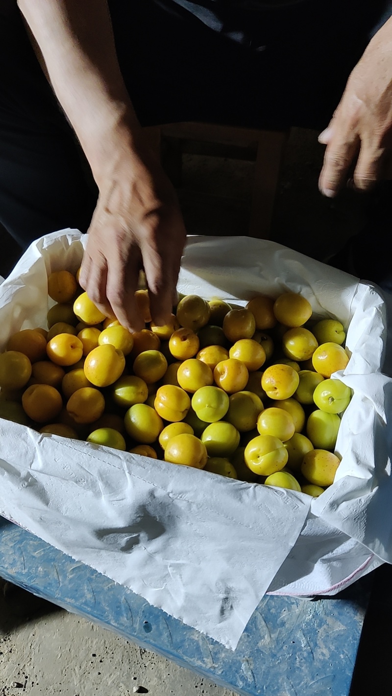 500多亩山区珍珠油杏，露天温差大，甜度高