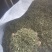 头茬半枝莲片子
