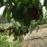 精品红宝石又名火焰桃