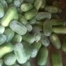 河北衡水万亩冬瓜已大量上市中