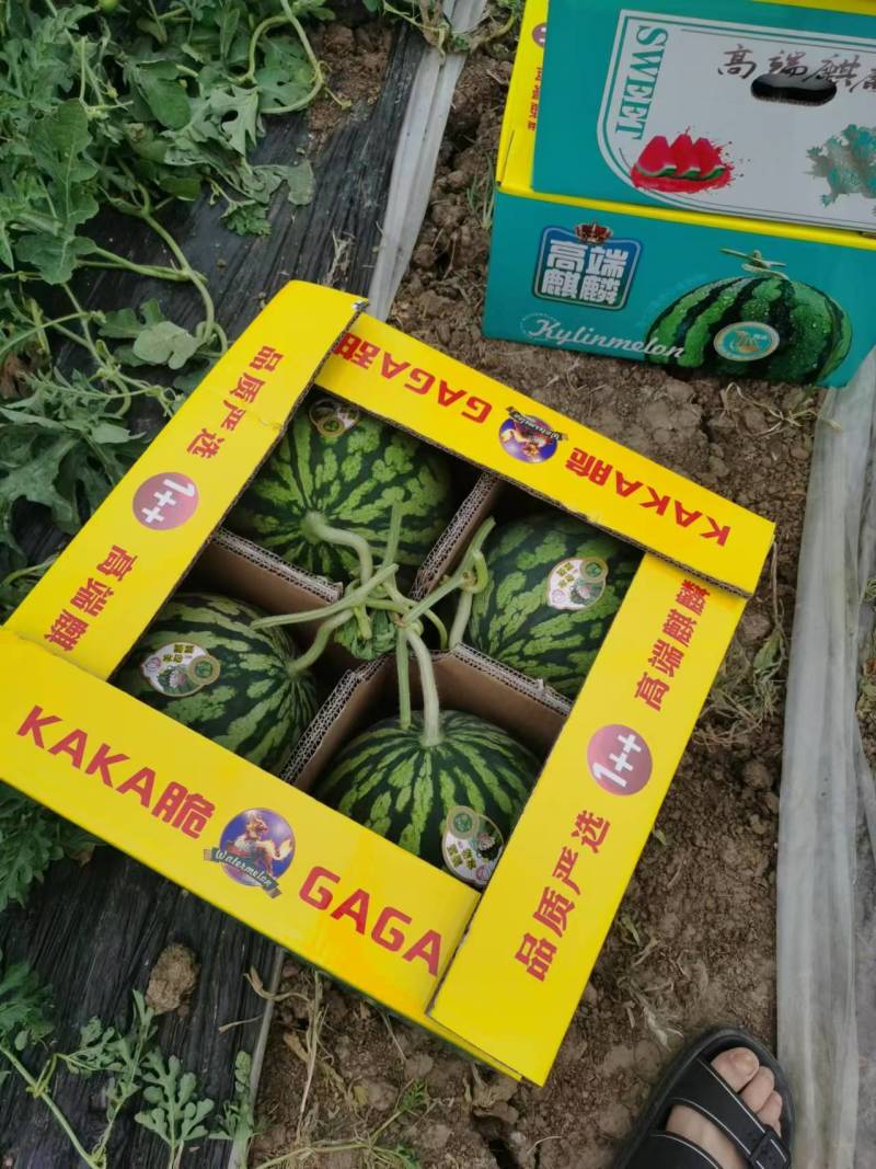 8424美都万亩瓜田。糖份高耐运输专业团队代发