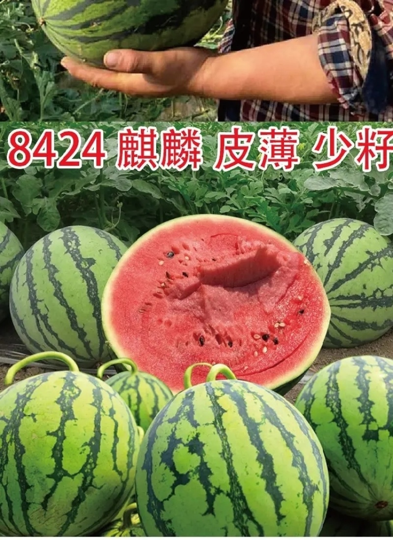 8424美都万亩瓜田。糖份高耐运输专业团队代发