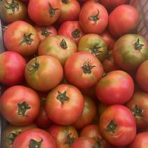无土栽培种植草莓番茄