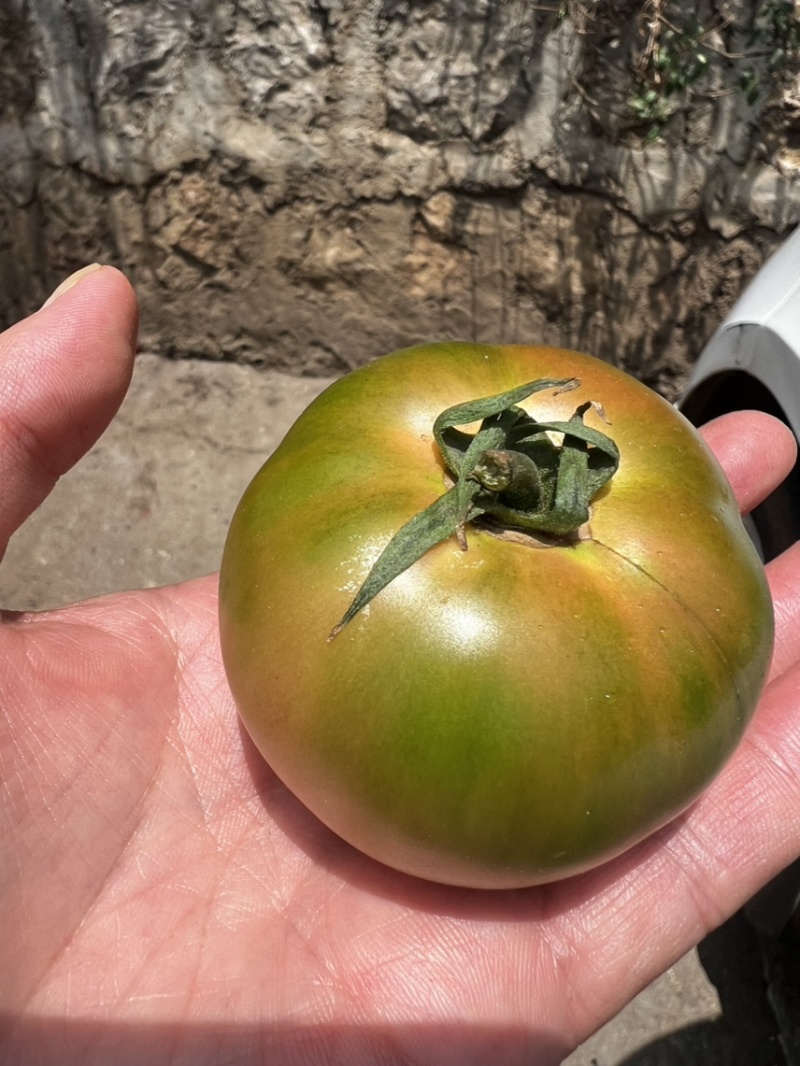 无土栽培种植草莓番茄